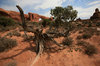 Old West 5