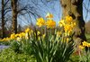 Daffodils 2