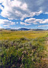Green plains 2