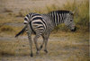 Zebra 1