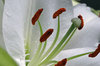 flowers 3