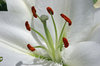 flowers 5