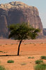 Trees in the desert