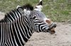 Zebra 2