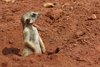 Meerkat Manor 3