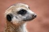 Meerkat Manor 2