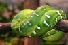 Green tree snake