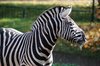 Zebra 1