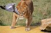 Lion Hunting Pigeon