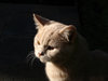Benji_5