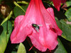 Fly on Flower