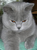 Biffi