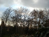 Trees at Dusk