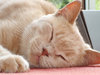 Benji asleep