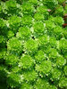 Saxifraga, Fairy