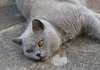 Biffi Laying down
