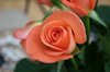Rose 1