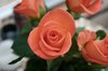 Rose 4