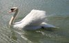 Swan