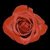 Rose On Black