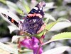 lonely_butterfly
