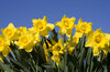Daffodils