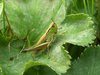 grass-hopper