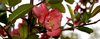 flower 1