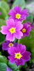 purple flower 2