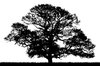 Oak Silhouette