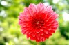red flower
