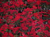 Pointsettia