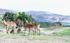 Animals