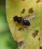 Wasp