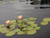water gardens 3