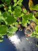 the water garden 4