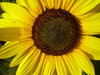 black-eyed-susans 2