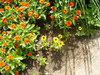 black-eyed-susans 1
