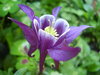 garden in July, 2
