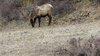 Elk 2