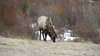 Elk 6