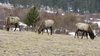 The Elk 1