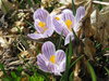 Crocus 1