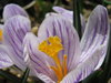 Crocus 3