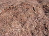 Sandstone
