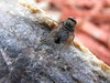 The Fly 1