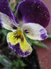 May Flowers 7