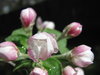 May Flowers 10
