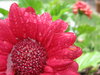 Garden 2