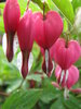 Hearts On A String 3
